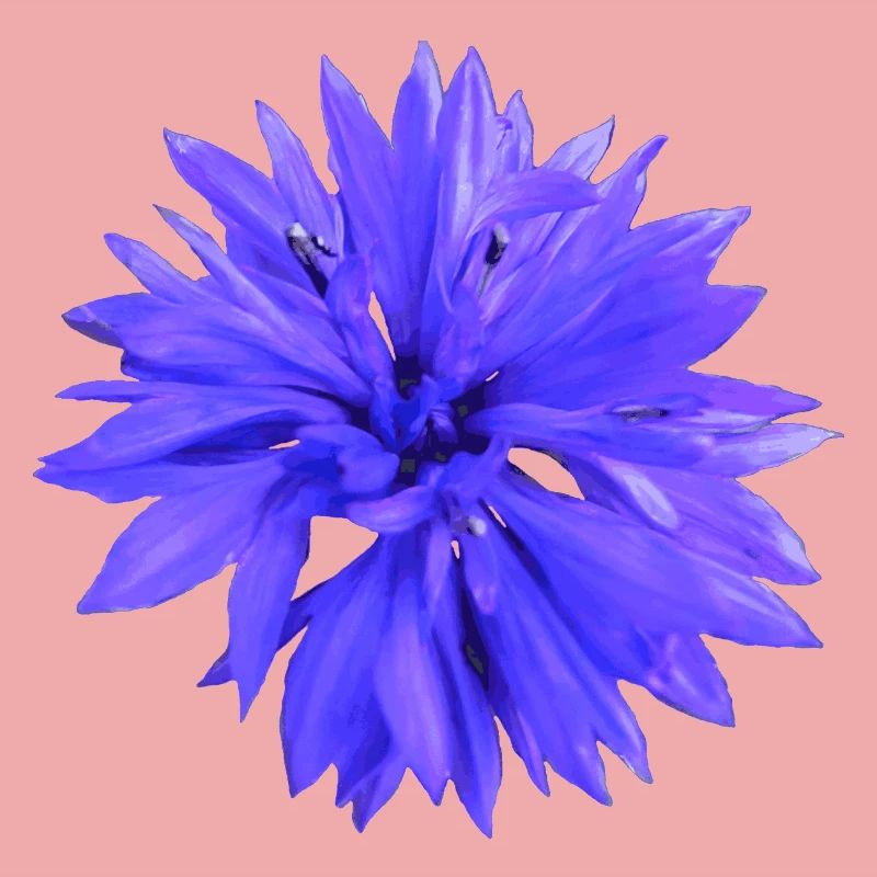 Cornflower
