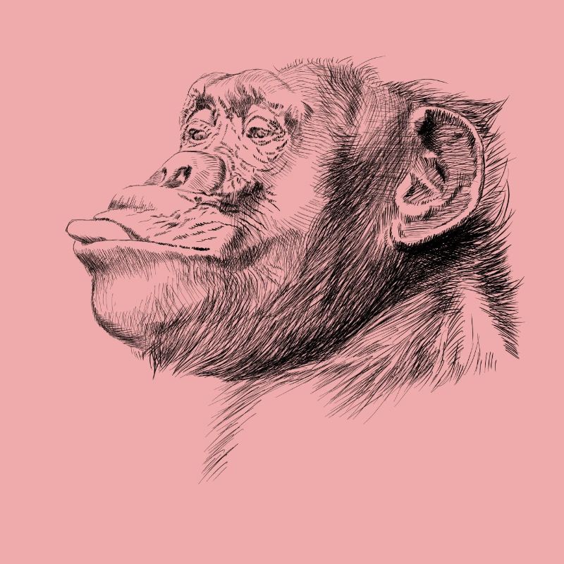 Monkey