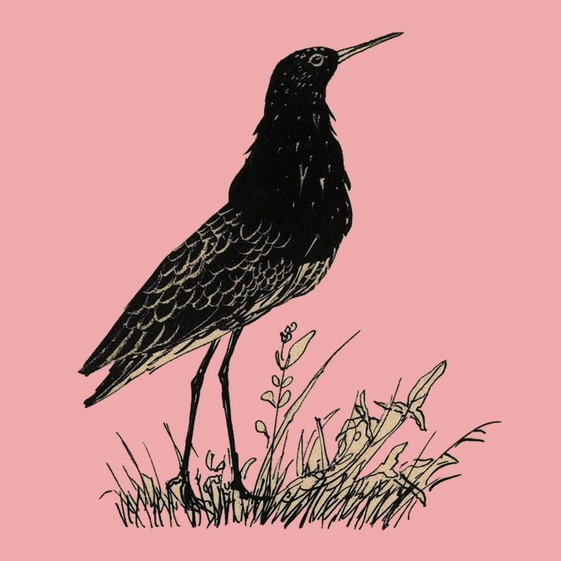 Vogel