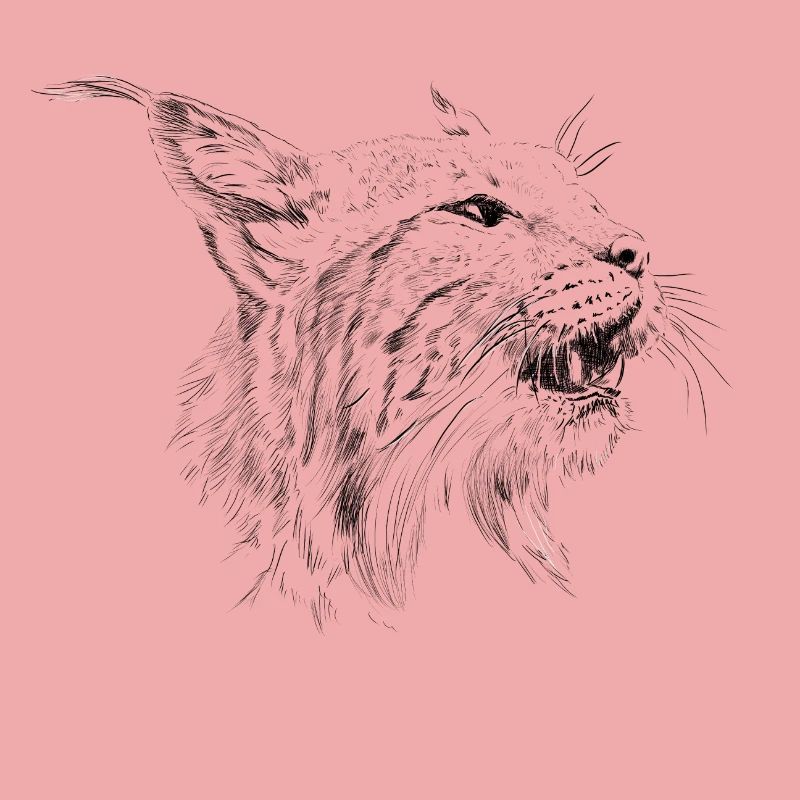 Luchs