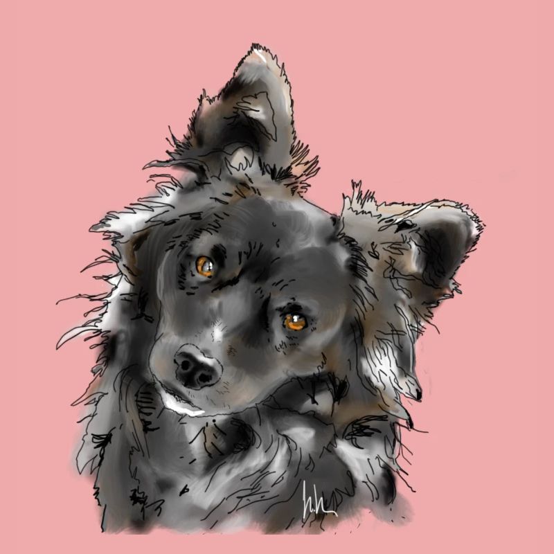 Australian Shepherd