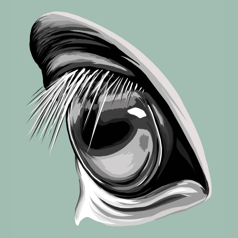 Pferdeblick