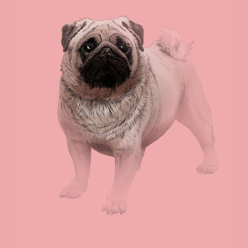 Mops
