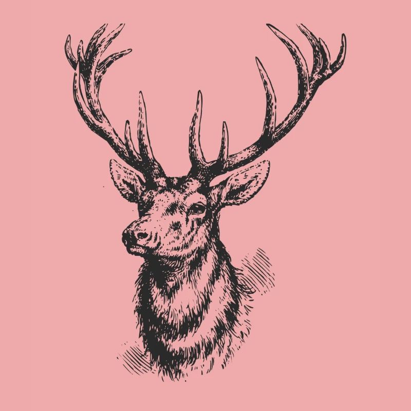 Hirsch - Conception