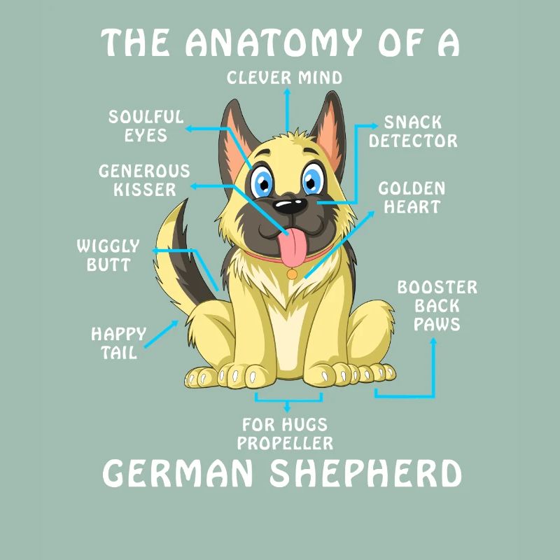 Anatomie eines Deutschen Schäferhundes