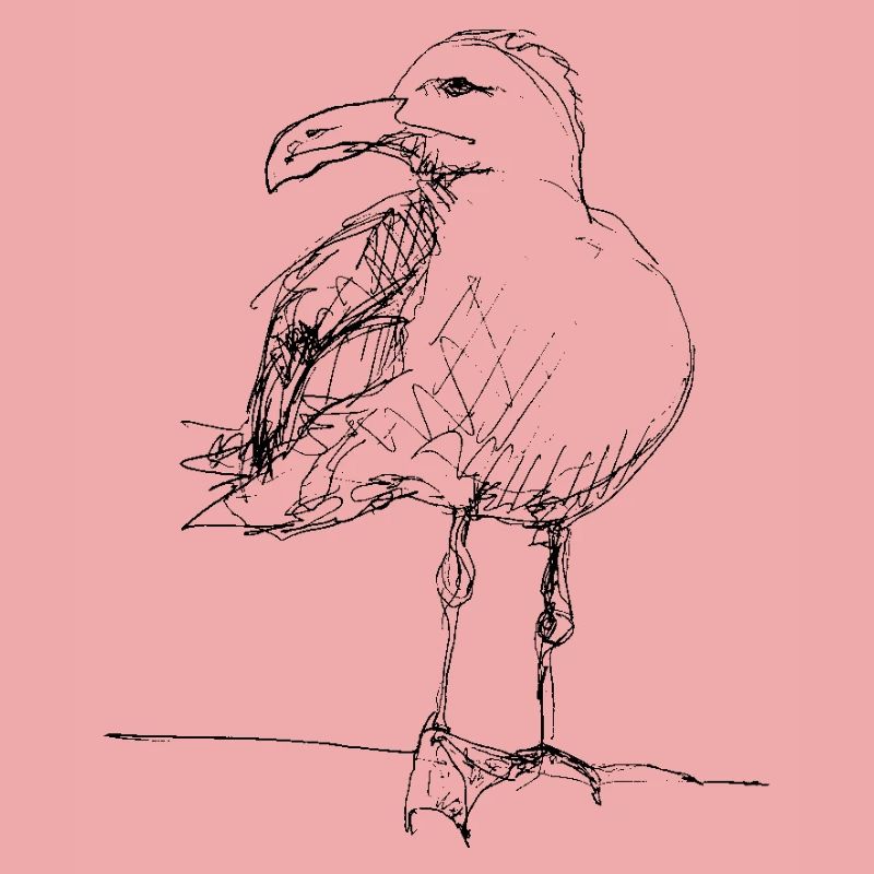 Möwe