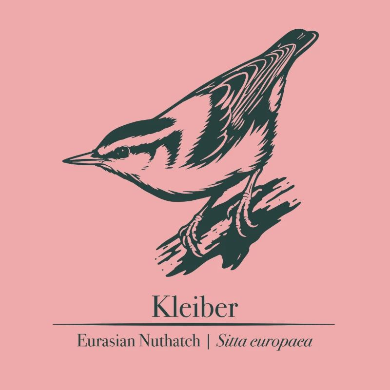 Nuthatch Silhouette | Ornithology | Drawing