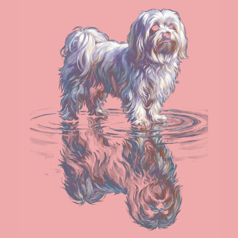 Maltese with water reflection