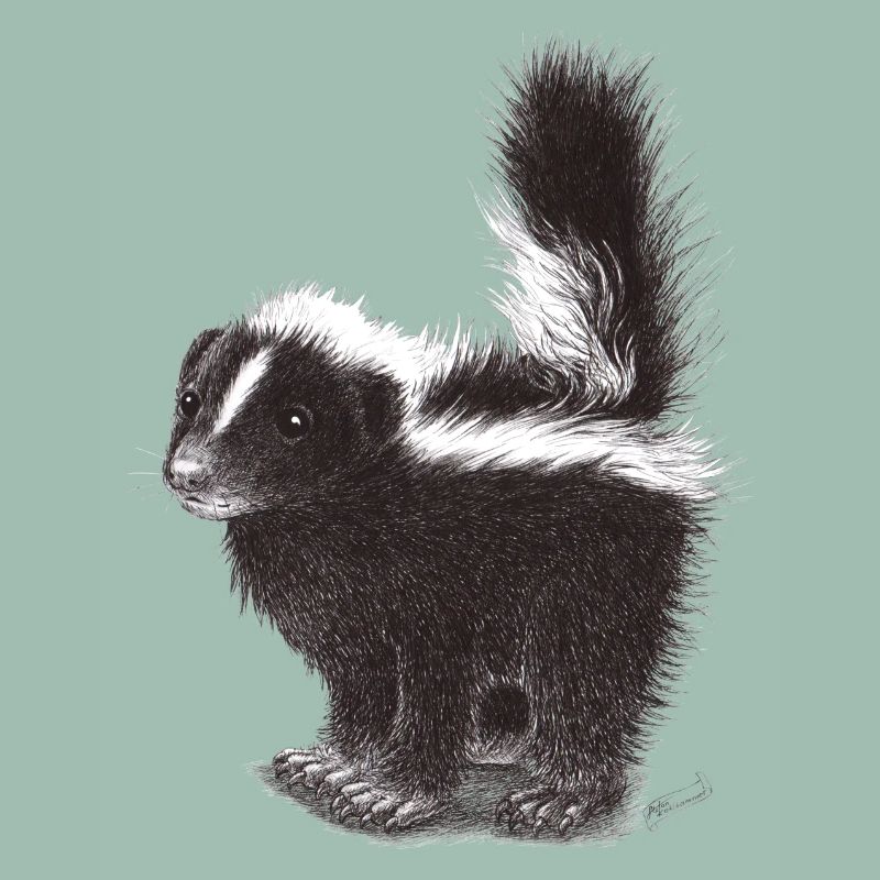 Cute cool skunk
