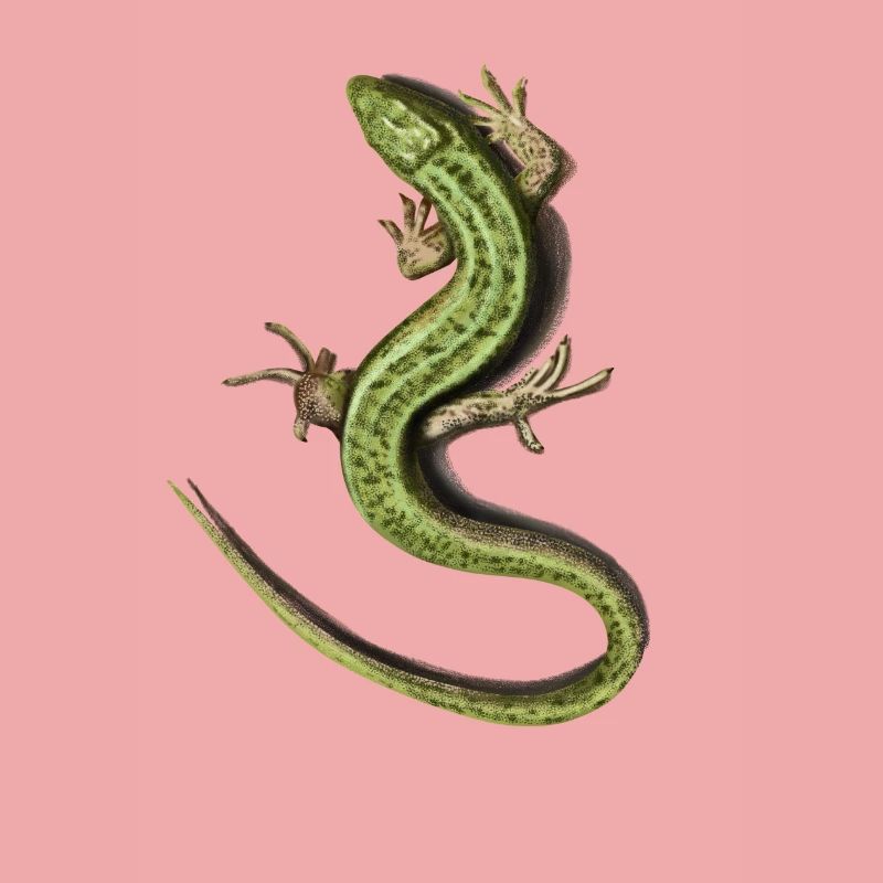 Lizard