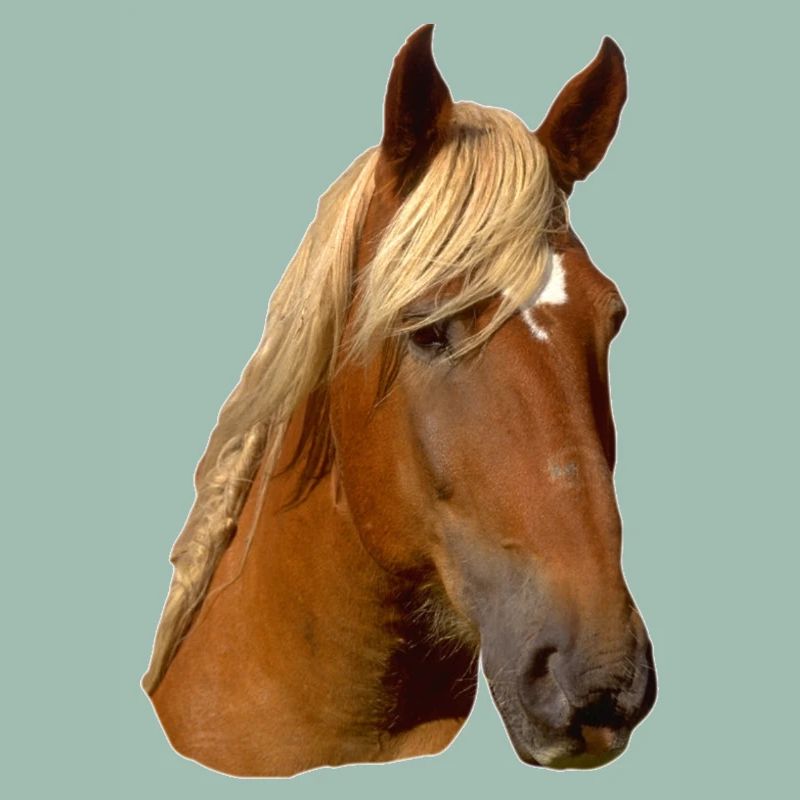 Pferd frontal