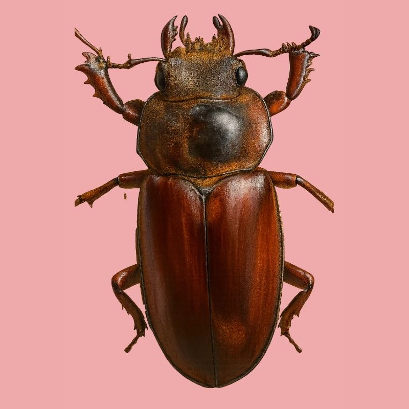 Bronze Bug Crest