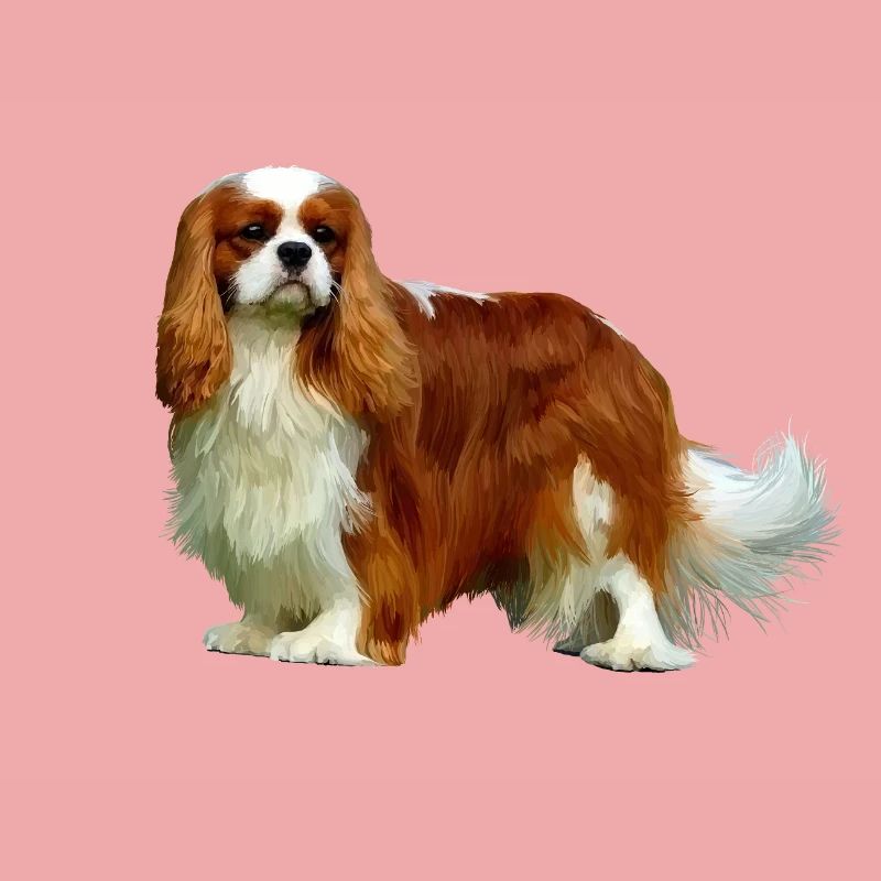 Cavalier King Charles Spaniel