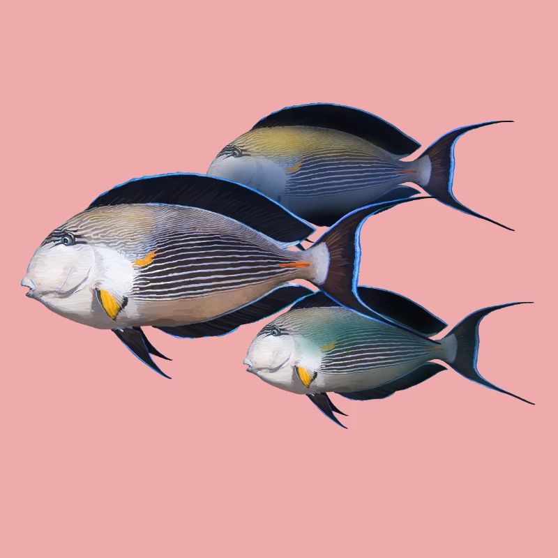 Fisch