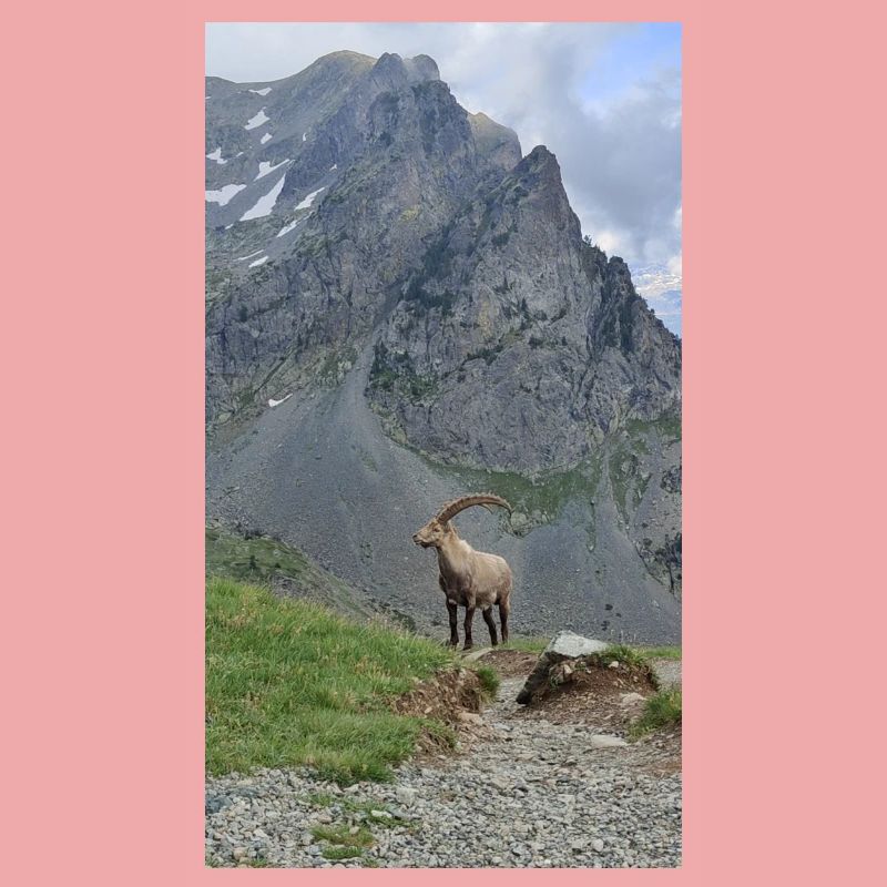 Steinbock
