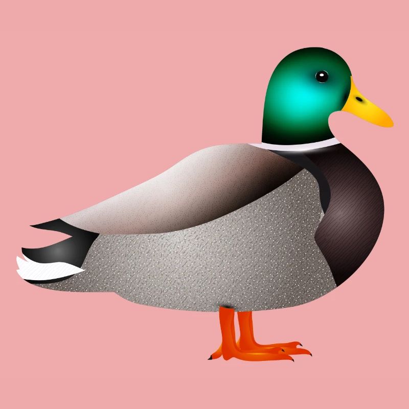 handgezeichnete männliche Ente Erpel oder Enterich