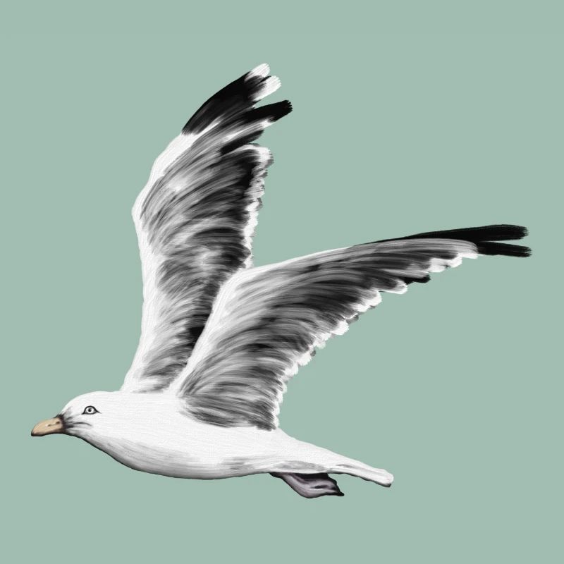 Möwe
