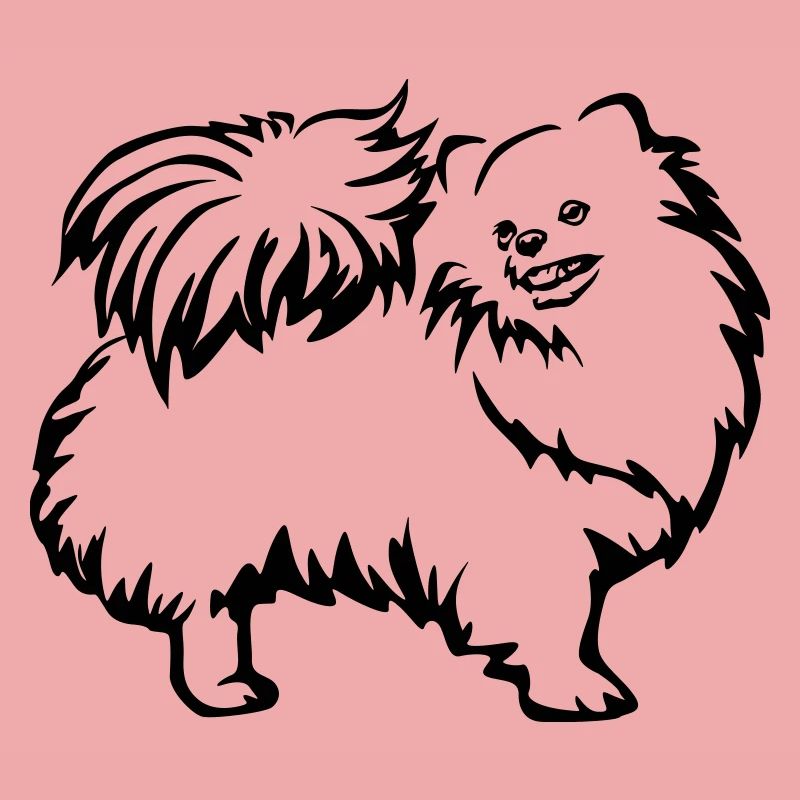 Spitz nain