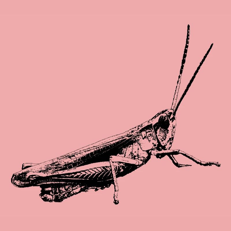 Grasshopper / Grasshopper / Graphic black