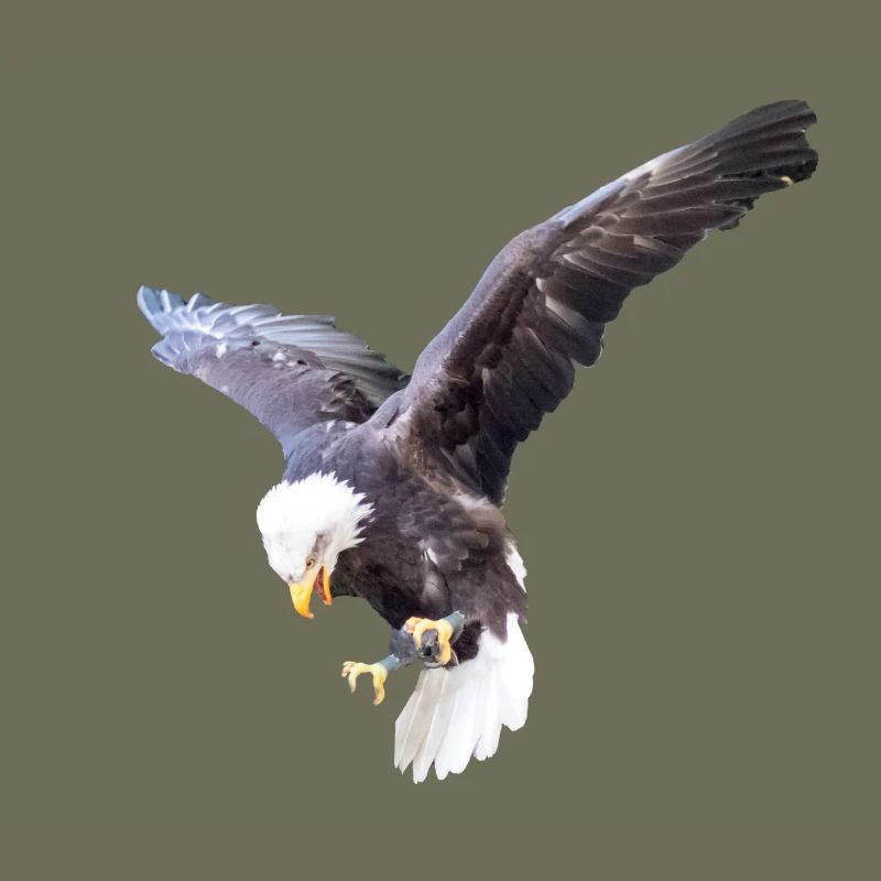 Eagle in a swoop