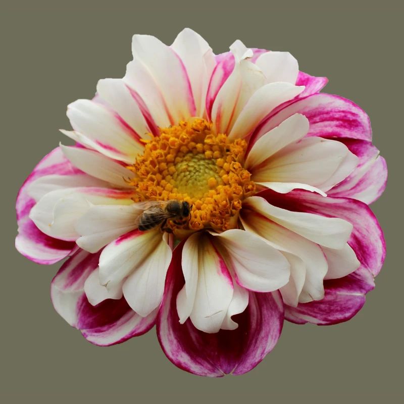 Fleur Rose Rose Fleur Fleurs Rose Rose Fleurs