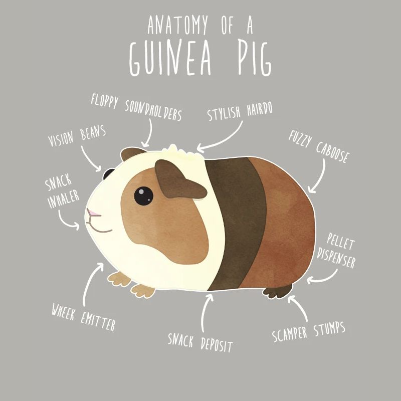 Anatomie des cochons d’Inde