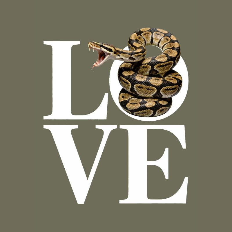 Les serpents rois Python ADORENT les pythons de terrarium