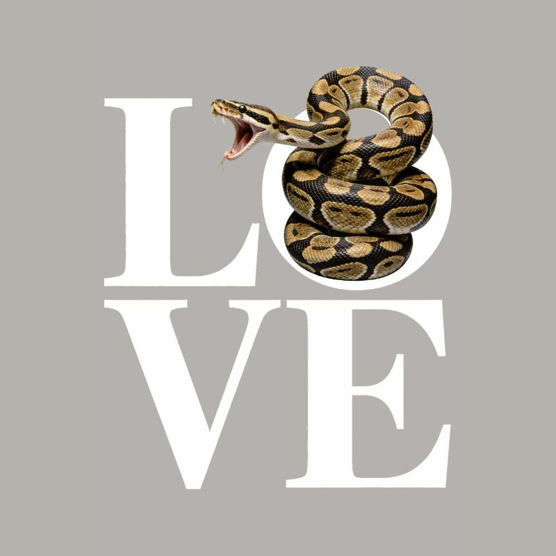 King Python Snakes LOVE Terrarium Python