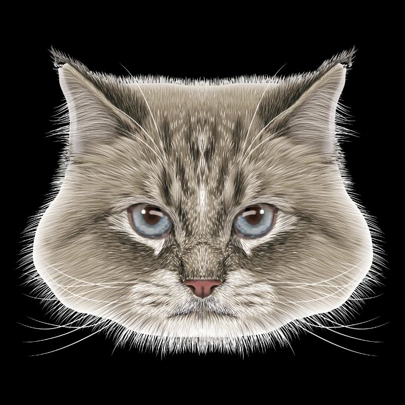 Sibirische Katze 