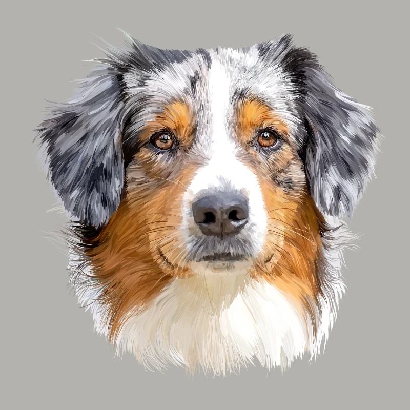 Australian Shepherd