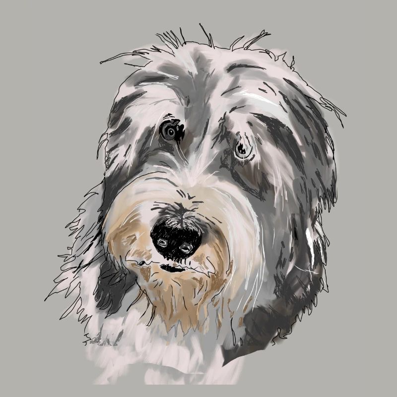 Bearded Collie