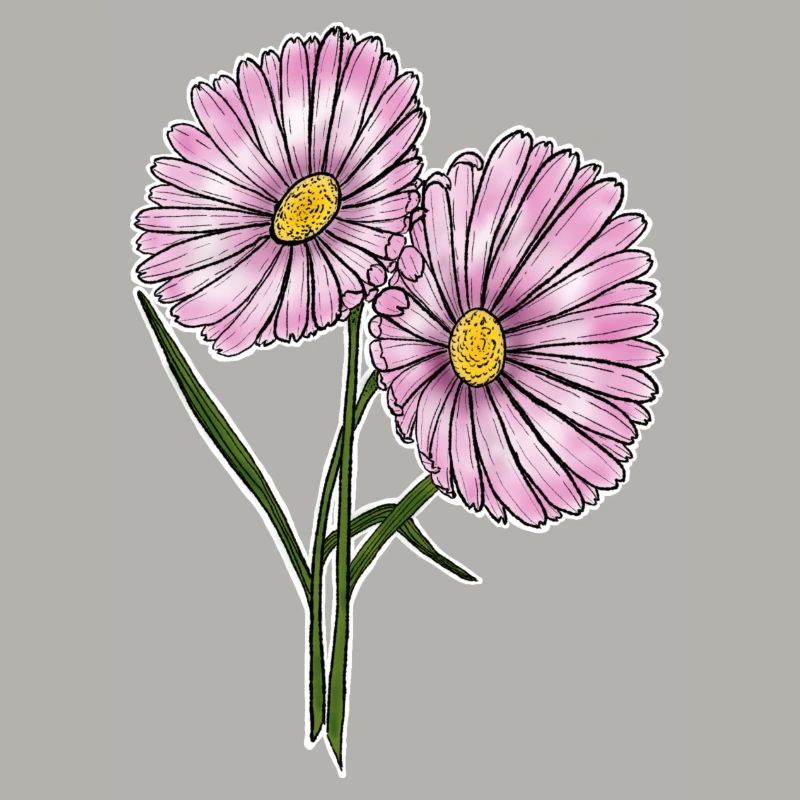 Gänseblümchen