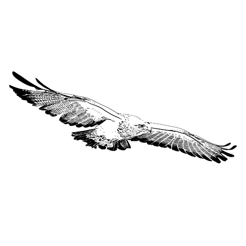 Aigle