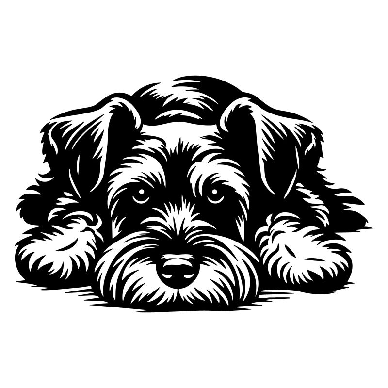 Zwergschnauzer