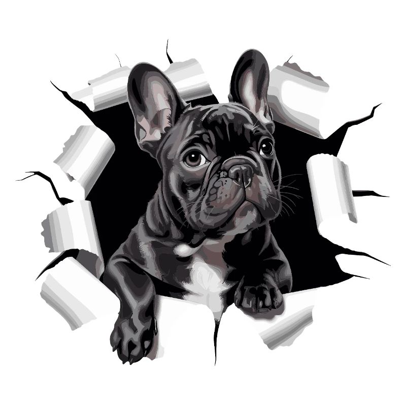 Chiot bouledogue français perce la percée