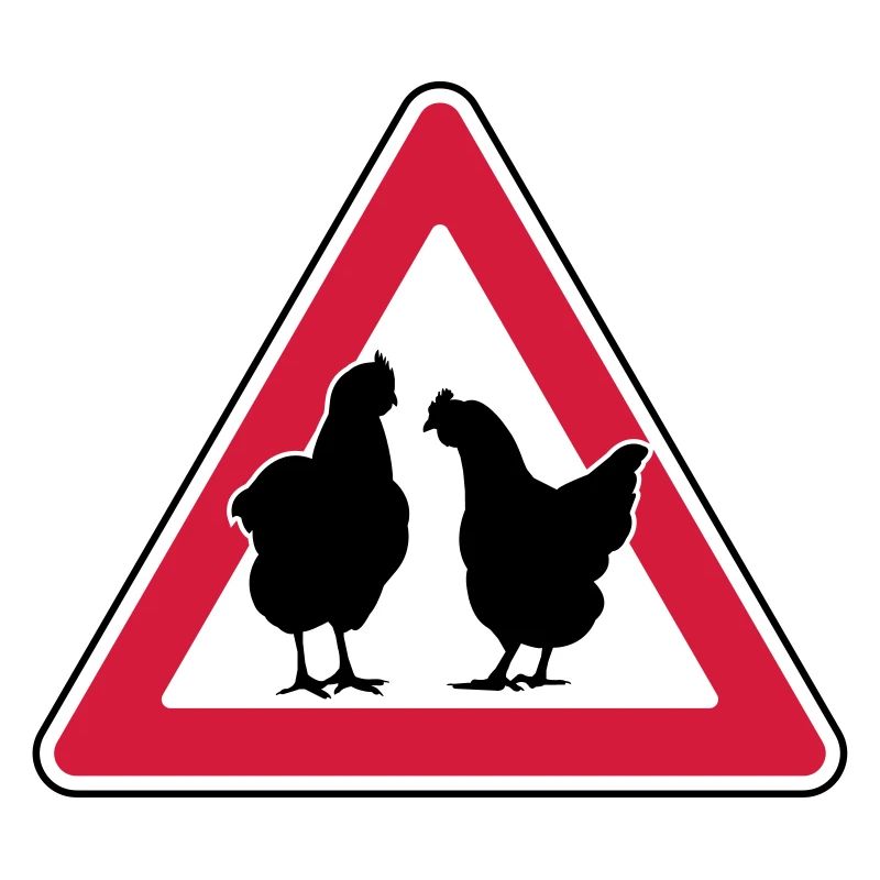Chicken evening chicken attention free-range hens