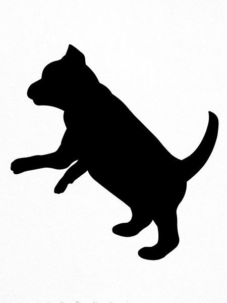 Playful Puppy Dog