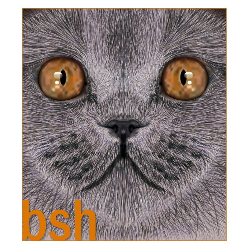 Britisch-Kurzhaar-Katze