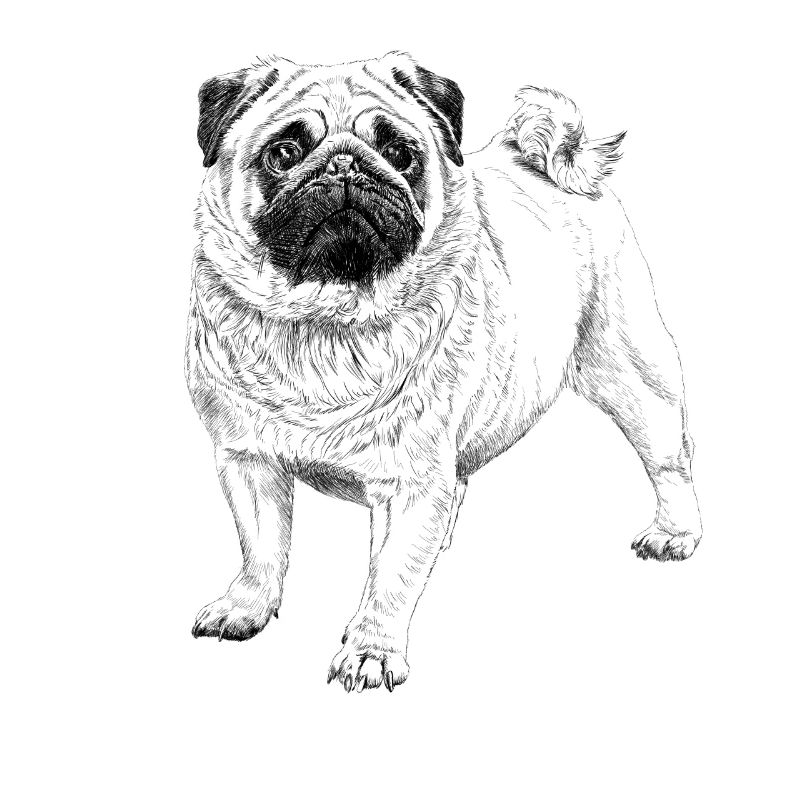 Pug