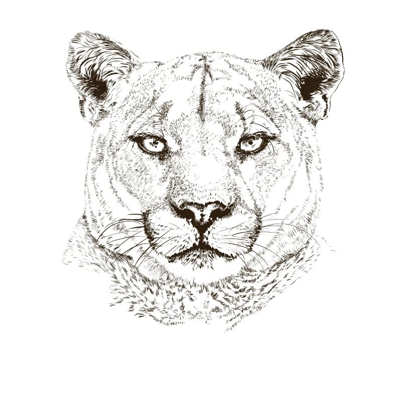 cougar
