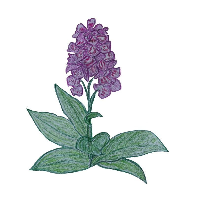 dänische Orchidee