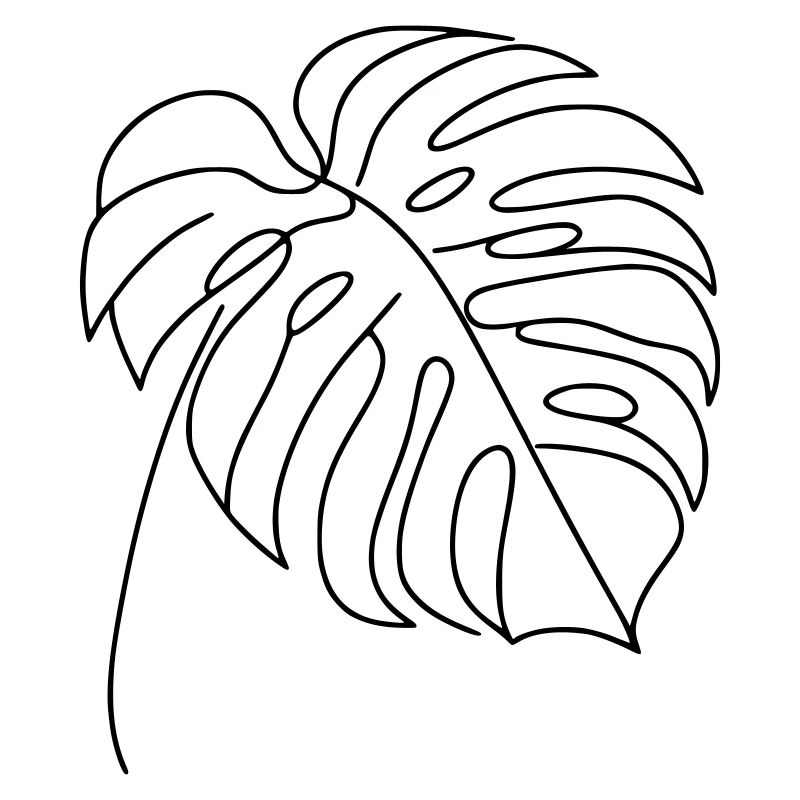 Monstera