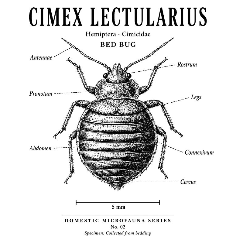 Bed Bug – Domestic Microfauna No. 02