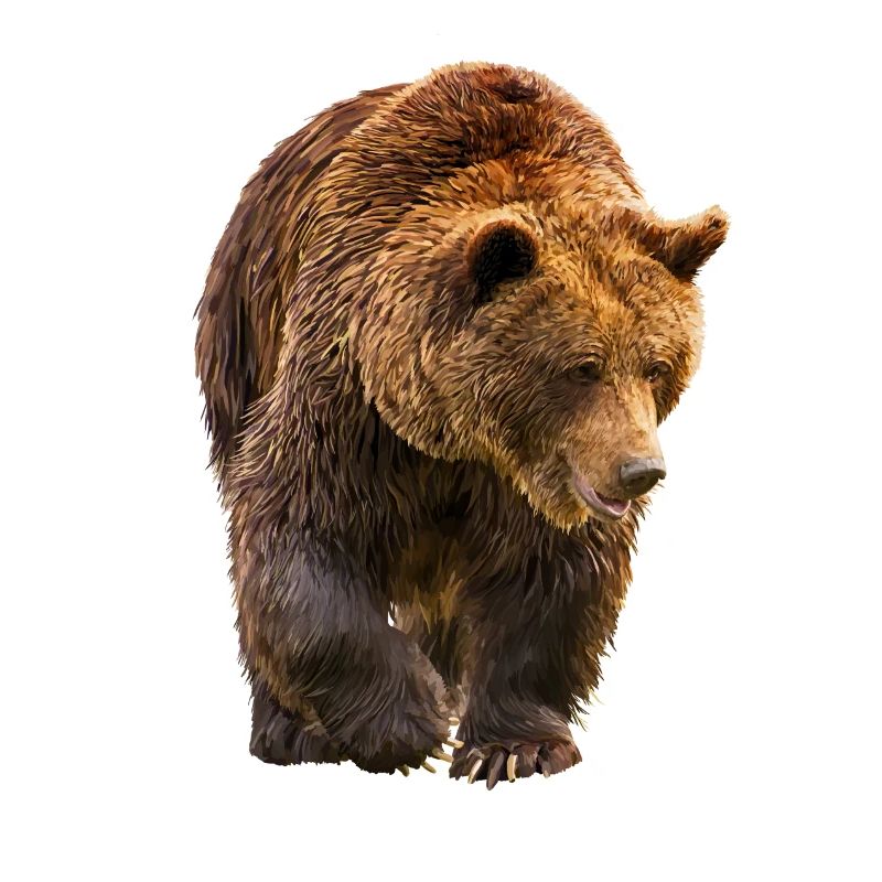 bear