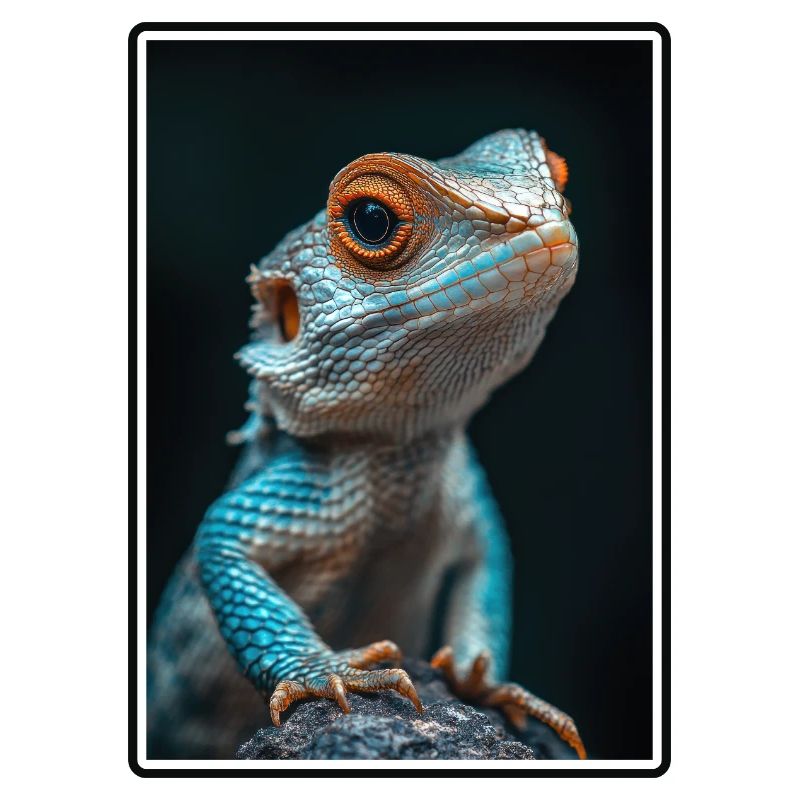 Lizards Lizard