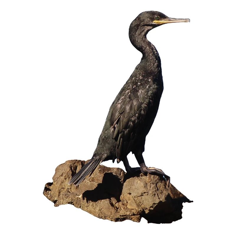 Cormorant