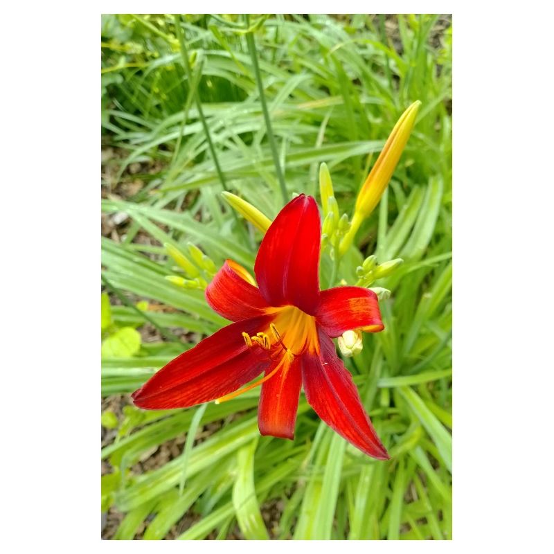 LYS DE FEU