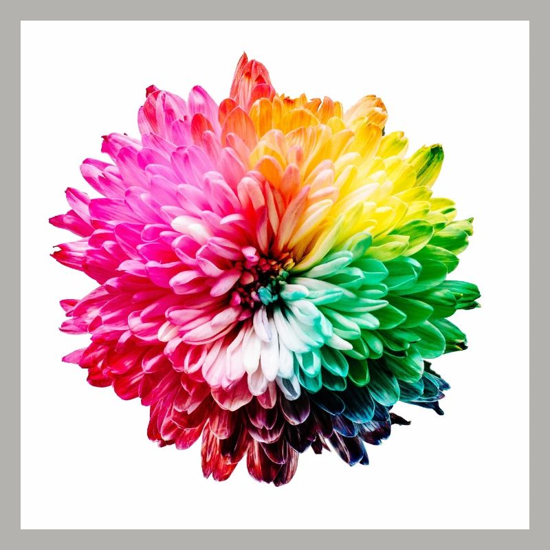 Regenbogen Blüte Explosion