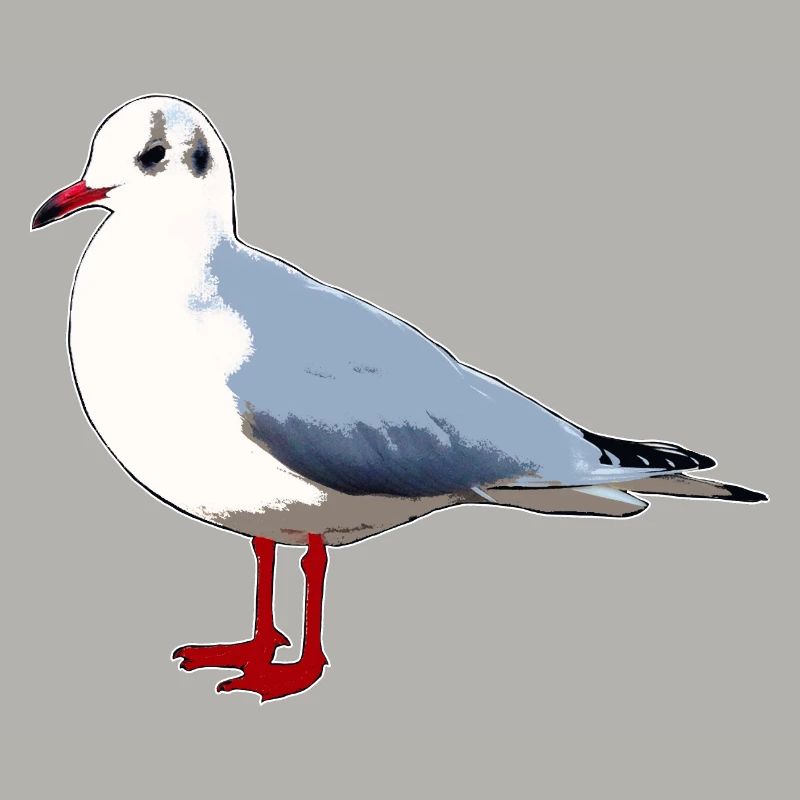 Möwe