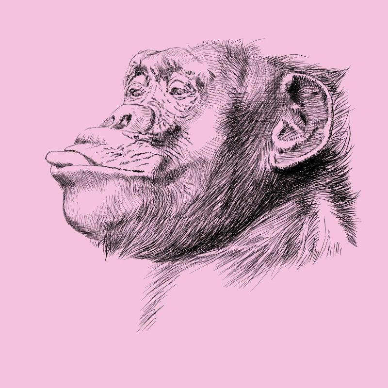 Monkey